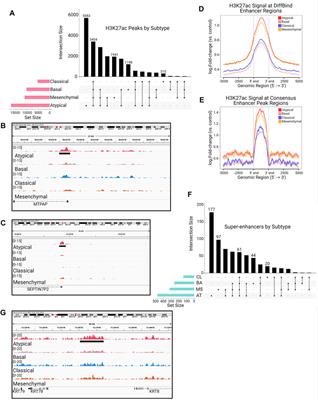 High enhancer activity is an epigenetic feature of HPV negative atypical head and neck squamous cell carcinoma